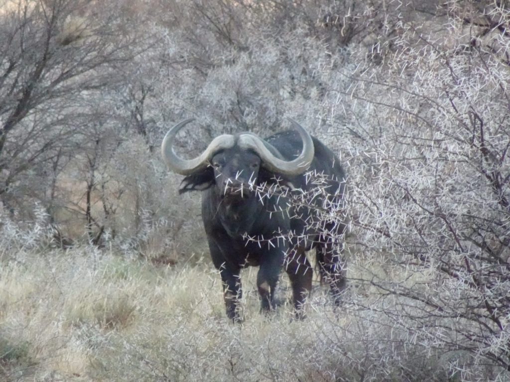 Experience thrilling African safari tours with Kalahari Safaris